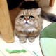 Illustration for article titled Grumpy Cat, Meet Disappointed Cat